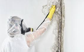 Professional Mold Removal Services in Centreville, MD